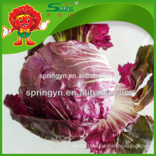 Fresh red round shape crystal romaine iceberg lettuce